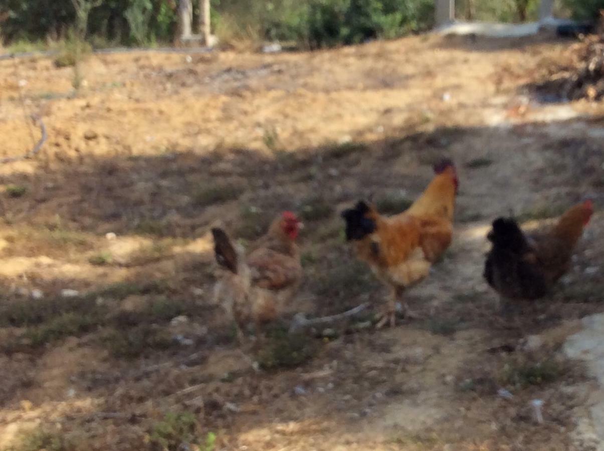 La Casa De Las Higueras Dar Karmus Tetouan Tetuão Exterior foto