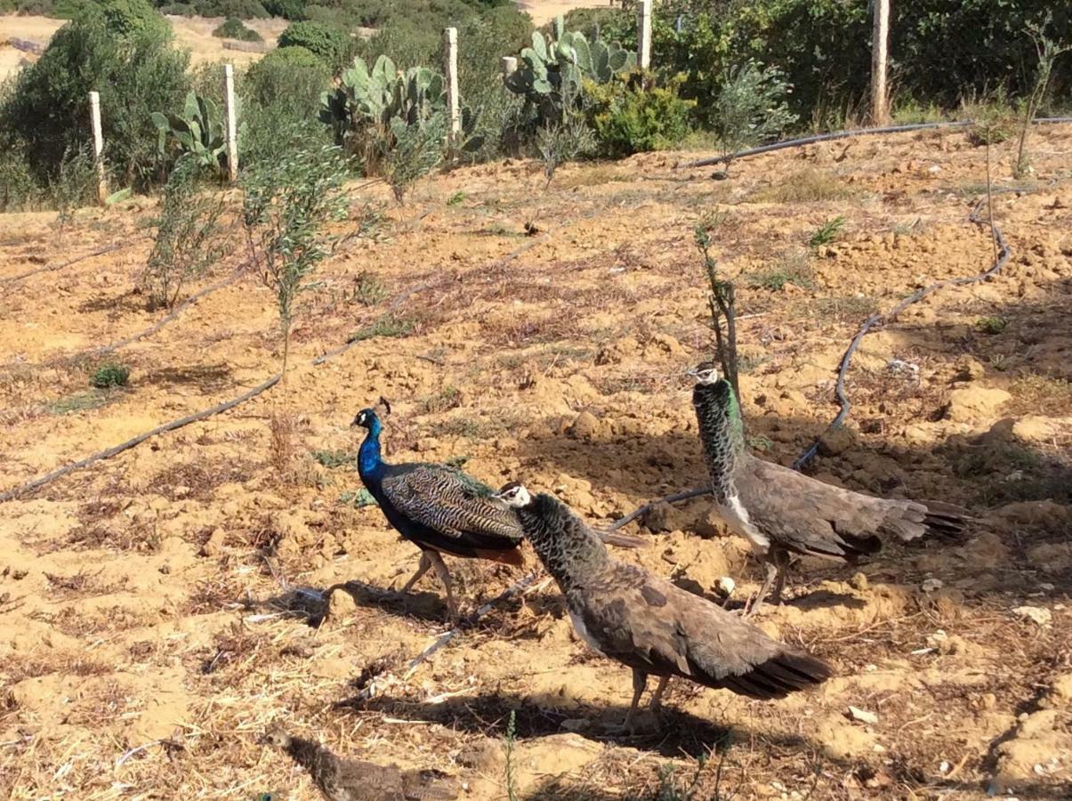 La Casa De Las Higueras Dar Karmus Tetouan Tetuão Exterior foto